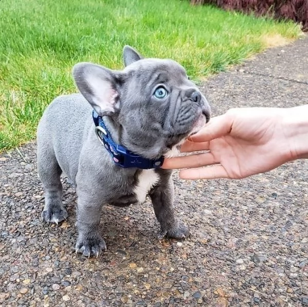 cucciolotti bulldog francese blu disponibili