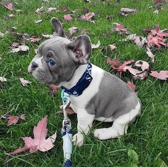 cucciolotti bulldog francese blu disponibili | Foto 1