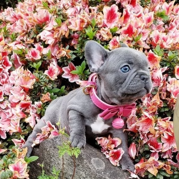 cucciolotti bulldog francese blu disponibili | Foto 0