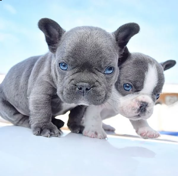 cuccioli di bulldog francese blu e tutti  colori