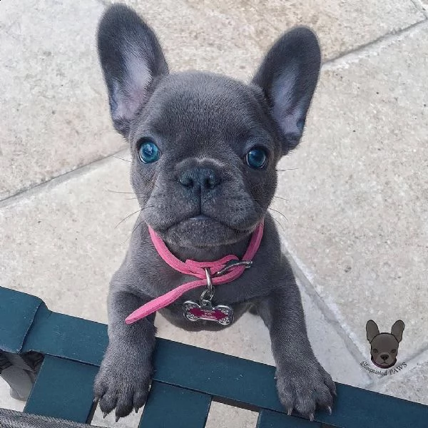 bellissimi cucciolata di bulldog francesi blu | Foto 4