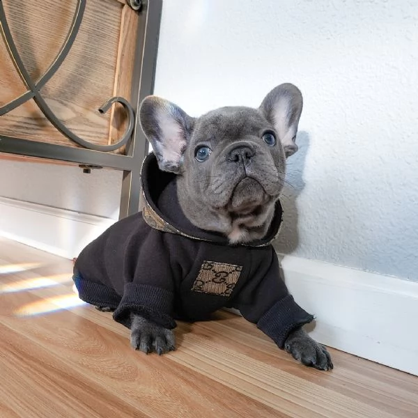 bellissimi cucciolata di bulldog francesi blu | Foto 3