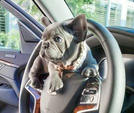 bellissimi cucciolata di bulldog francesi blu | Foto 1