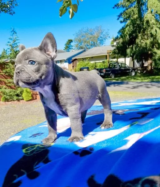 bellissimi cucciolata di bulldog francesi blu