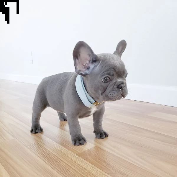 bellissimi cucciolata di bulldog francesi blu | Foto 0