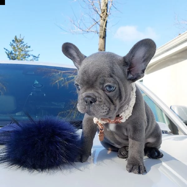 cucciolata di bulldog francese cuccioli blu  | Foto 3