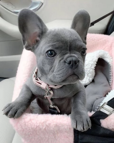 disponibili cucciolata di bulldog francesi blu