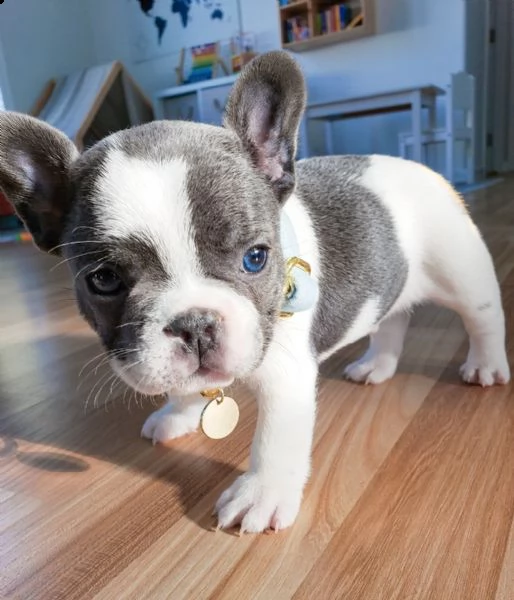 disponibili cucciolata di bulldog francesi blu | Foto 4
