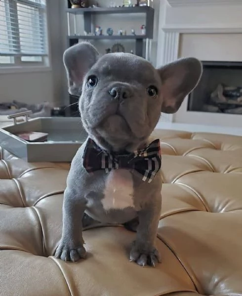 disponibili cucciolata di bulldog francesi blu | Foto 3
