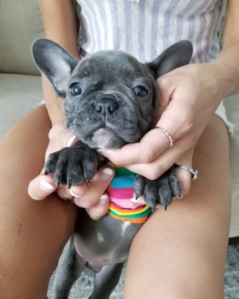 disponibili cucciolata di bulldog francesi blu | Foto 2