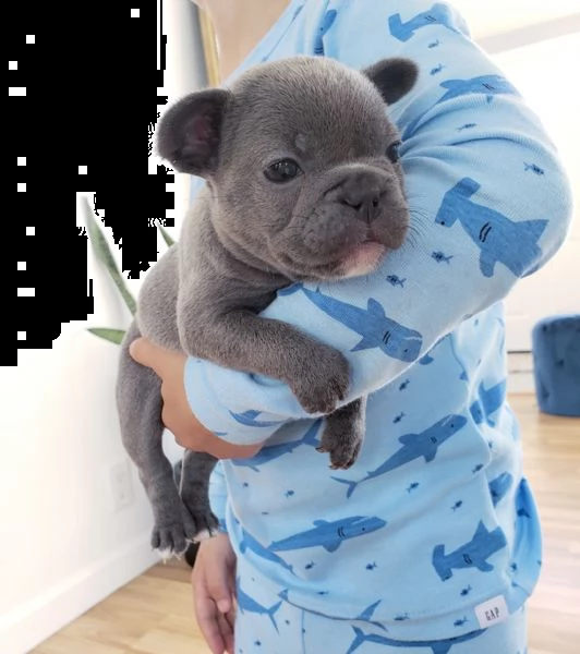 disponibili cucciolata di bulldog francesi blu | Foto 1
