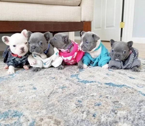 disponibili cucciolata di bulldog francesi blu | Foto 0