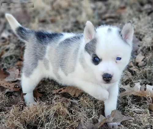 regalo cucciolo di siberian husky.