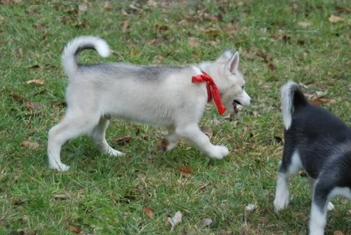 regalo cucciolo di siberian husky..