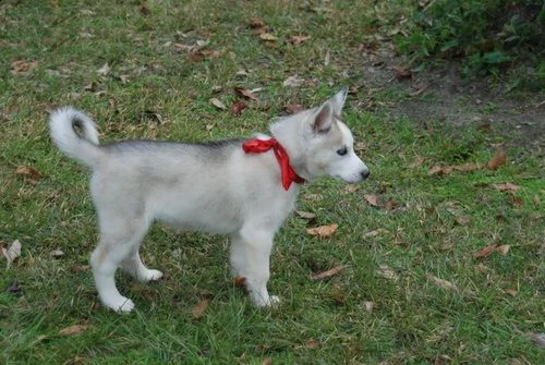 regalo cucciolo di siberian husky#