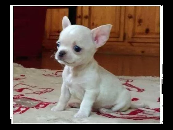 disponiamo cucciolini chihuahua toy sanissimi bellissimi 