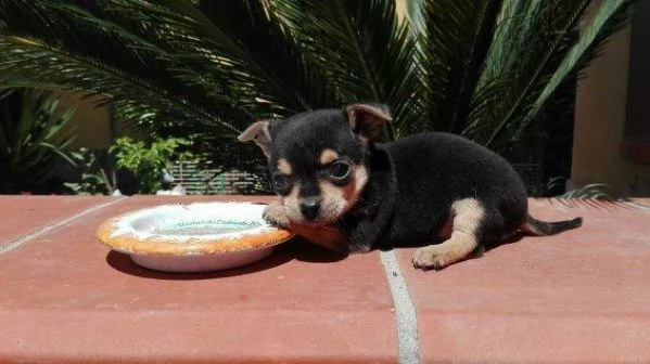 affettuosi cucciolini pincher mini perfettissimi originalissimi e piccolissimi d