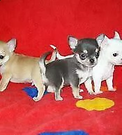 disponiamo cucciolo di pincher chiwawa mini toy