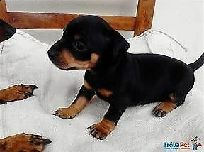 cucciolo di pincher mini toy buonissimo originalissimo e generosissimo