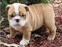 i migliori cuccioli italiani 4(bull inglese mfdi 2 mesi)i migliori cuccioli italiani 4(bull inglese 