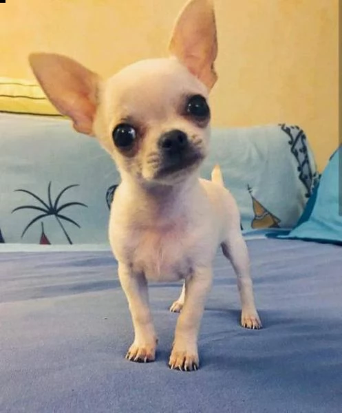 salve, vendo cucciolo di chihuahua in ottima salute con il microchip e pedigree ha fatto la prima va