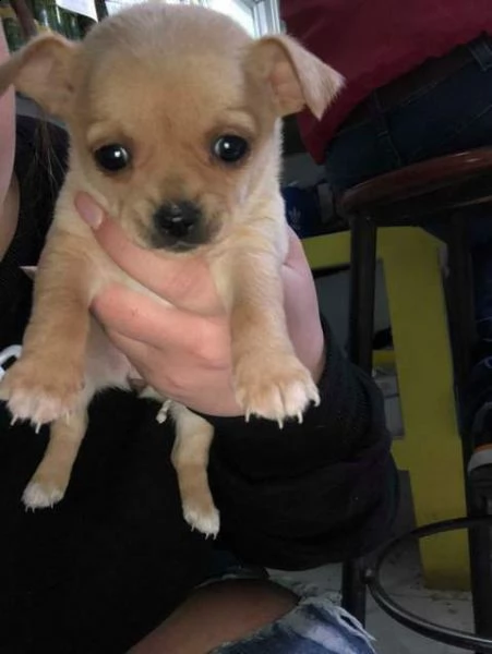 salve vendo bel cucciolo di pinscher chihuahua 3 mesi in ottima salute