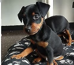 affettuosi cucciolini pincher toy piccolissimi serenissimi e calmissimi