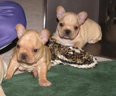 regalo bulldog francese cuccioli disponibile.... adorabili 