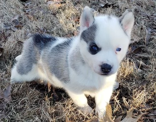 regalo# cucciolo di siberian husky
