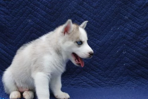 regalo cucciolo di siberian husky.!