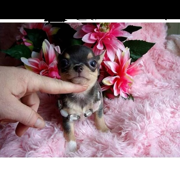 chihuahua cuccioli in regalo#,