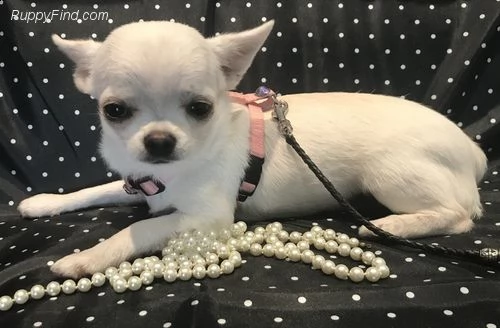 chihuahua cuccioli in regalo#.