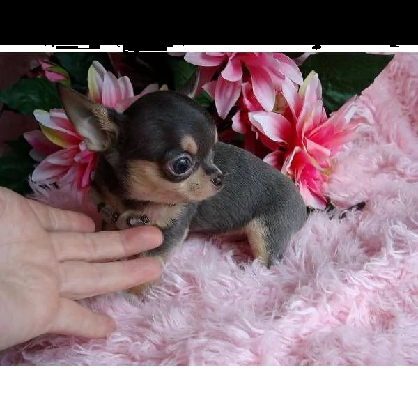 chihuahua cuccioli in regalo!<