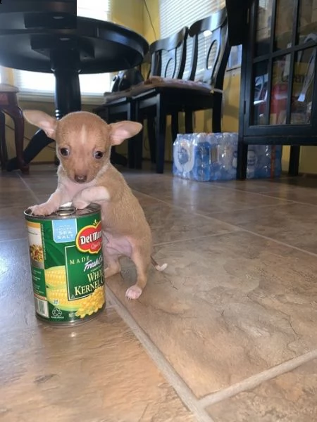 chihuahua cuccioli in regalo>>