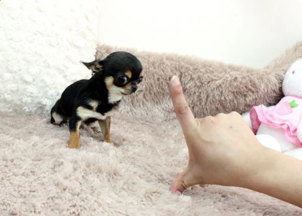 chihuahua cuccioli!!!!