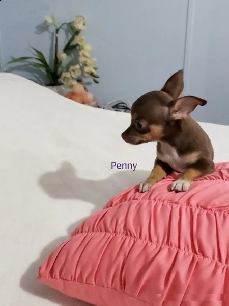 chihuahua cuccioli i#