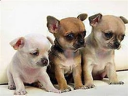 bellissimo cucciolo di pincher chiwawa mini toy buonissimi inteligentissimi