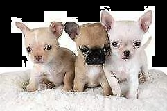 bellissimo cucciolo di pincher chiwawa mini mini toy 