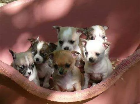 affettuosi cucciolo di pincher chiwawa mini mini toy generosissimi 