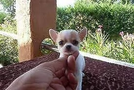 affettuosi cucciolo di chiwawa mini mini toy tenerissimo purissimo