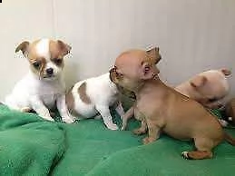 affettuosi cucciolo di pincher chiwawa mini mini toy favolosissimo perfettissimo
