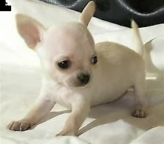 cucciolo di chiwawa mini toy inteligentissimo velocissimo e originalissimo 