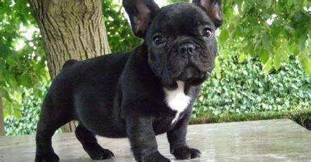 cediamo cucciolo di bull dog francese gentilissimi perfettissimi e tranquillissimi