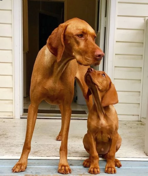cuccioli di bracco ungherese vizsla disponibili.