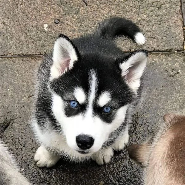 bellissime cuccioli di siberian husky disponibili. | Foto 0