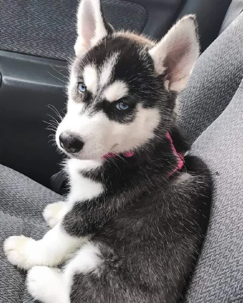 bellissime cuccioli di siberian husky disponibili.