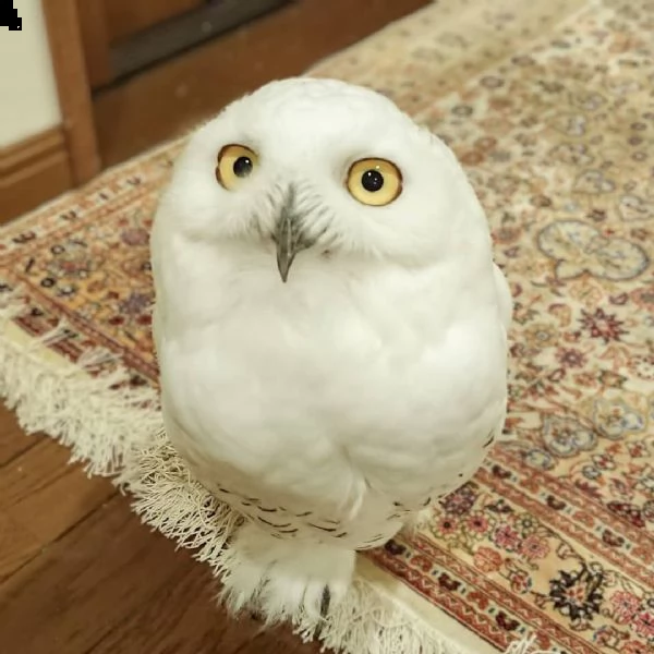 .  i nostri gufi sono in vendita.  e sono sia maschi che femmine.  buone condizioni di salute  con 