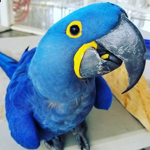 papagalli ara giacinto a tua disposizione ea prezzi molto convenienti.  sono cacatua maschili e femm