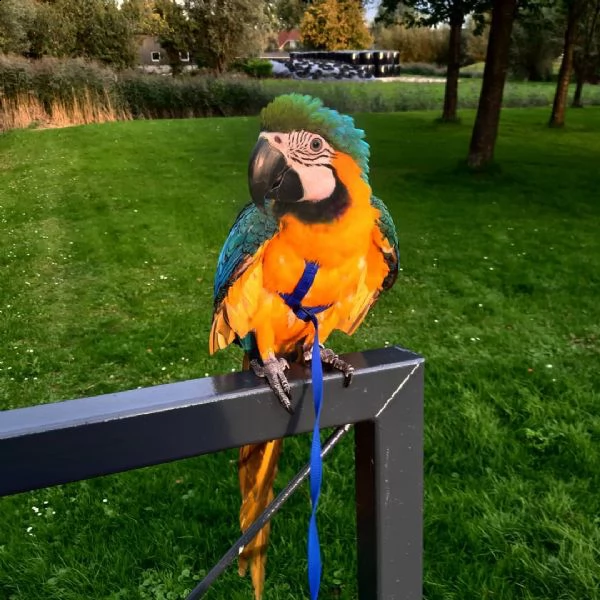 abbiamo adorabili femmina e maschio blu e giallo ara araruna  baby parrots sia maschio che femmina c
