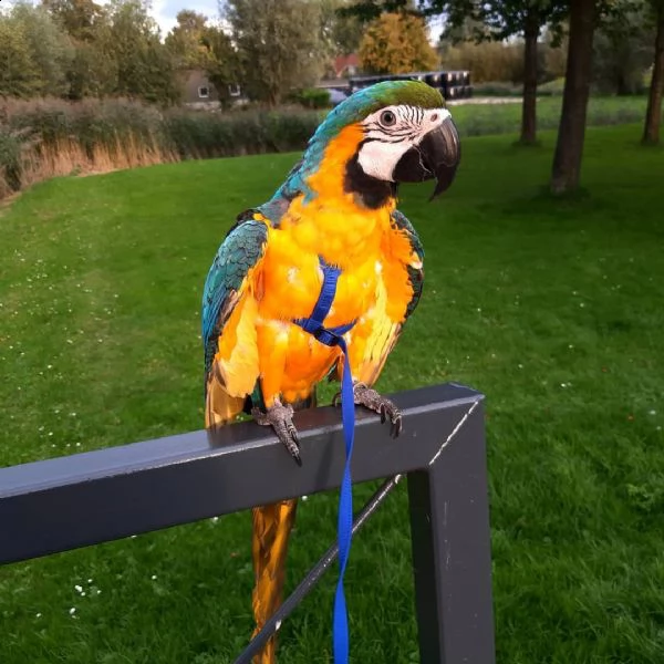 abbiamo adorabili femmina e maschio blu e giallo ara araruna  baby parrots sia maschio che femmina c | Foto 0